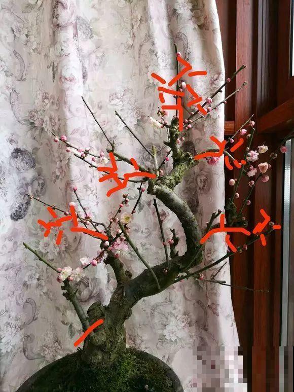 3月是给花剃头的好时机,现在狠心剪,下月就开花 3月是给花剃头的好时机,现在狠心剪,下月就开花