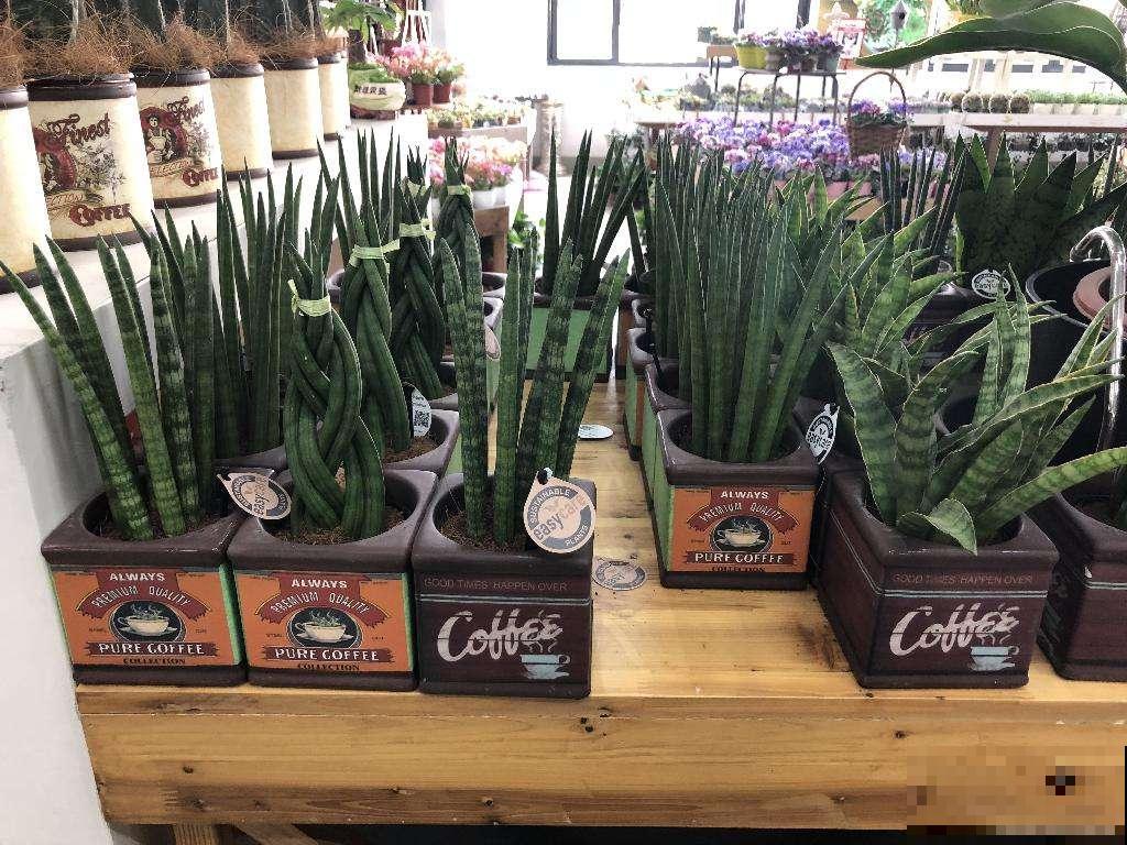 不会养虎皮兰？看看这4点，越长越茂密！