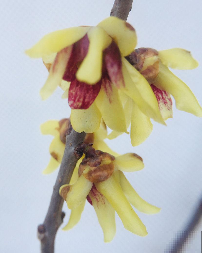 12种幸运花，你是几月出生，最旺你的花就是那它！