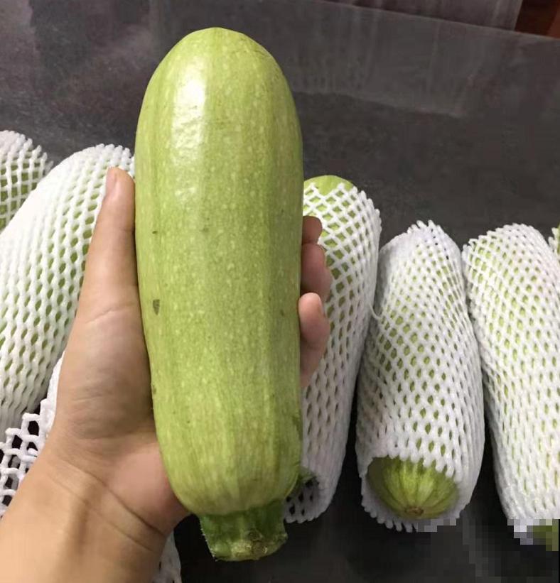 在家种茭瓜，为啥开得都是谎花？看看这5点！