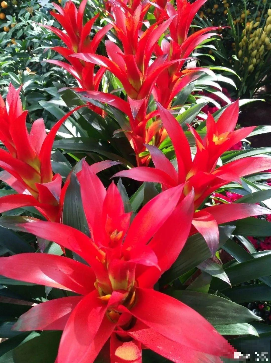 “短命”年宵花，买一盆枯一盆，太心疼