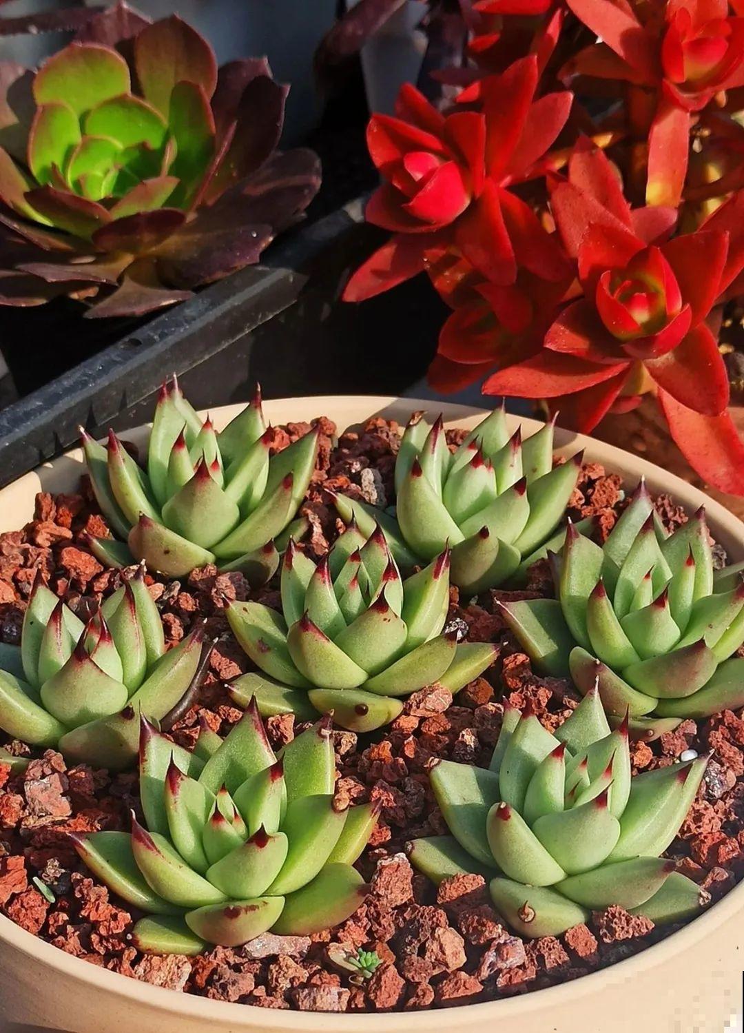 多肉养在大盆里,就是豪横霸气,棵棵大得像白菜 多肉养在大盆里,就是豪横霸气,棵棵大得像白菜