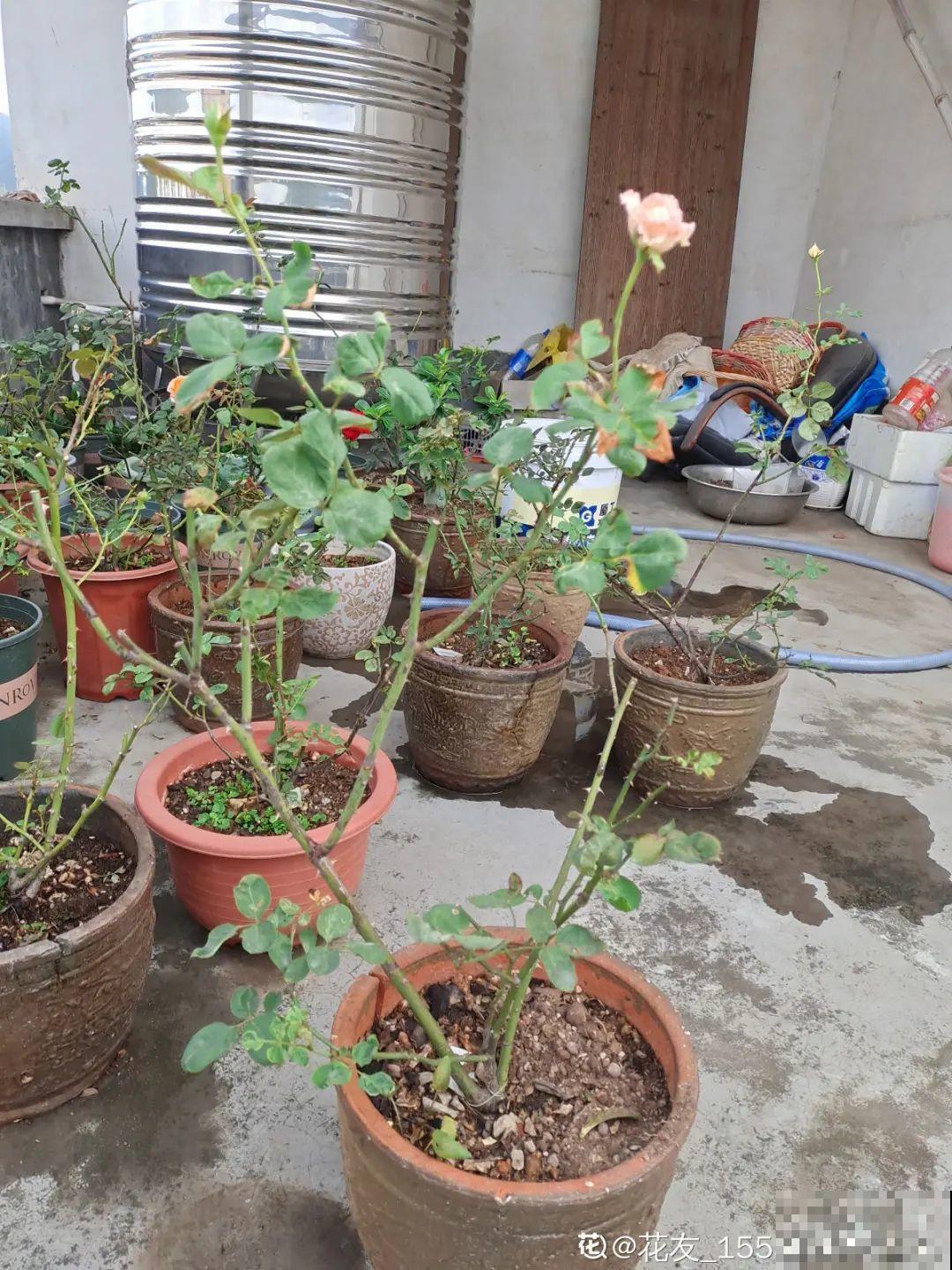 冬天太冷，花要及时保暖，才能安全越冬