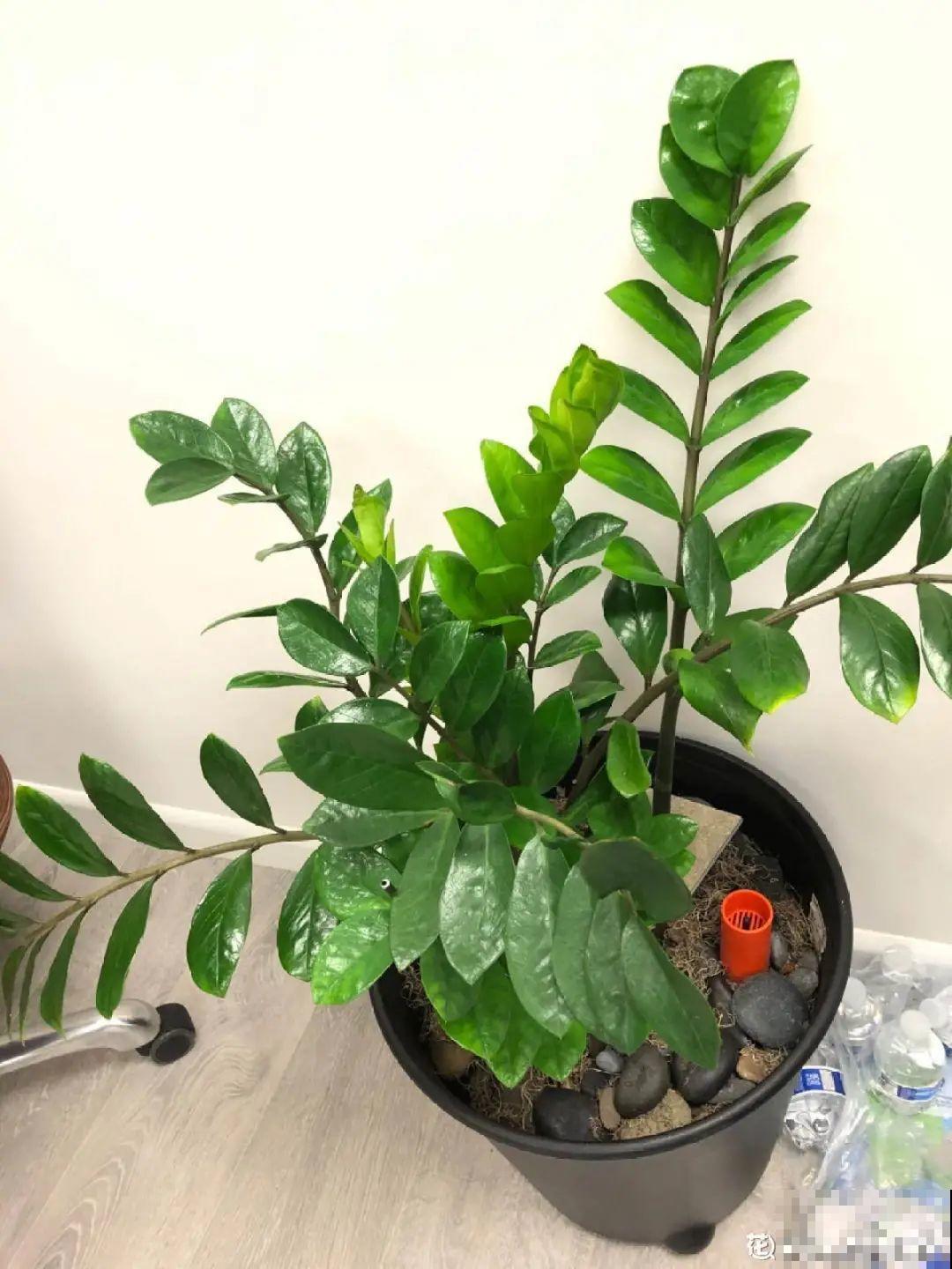 超级耐旱花，整个冬天不浇水，还能胖一圈！