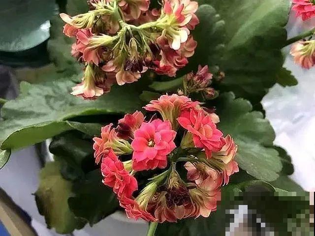 百合开花不是一次性，开完要施肥，1盆能生20盆