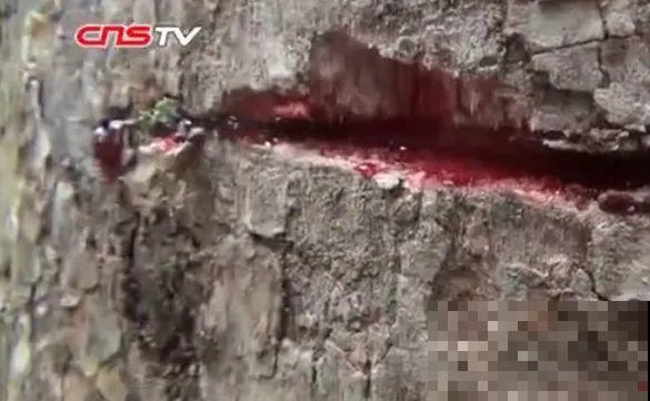 听说有的花能吃人,听着都害怕,是真的吗? 听说有的花能吃人,听着都害怕,是真的吗?