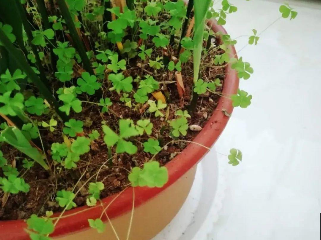 5种草别乱养，混进盆里太霸道，把其它花缠死了