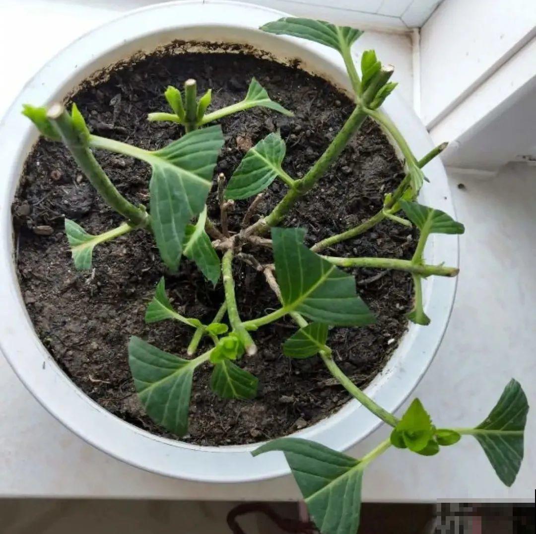 7种花，现在绝对不能剪，剪了一年不开花！