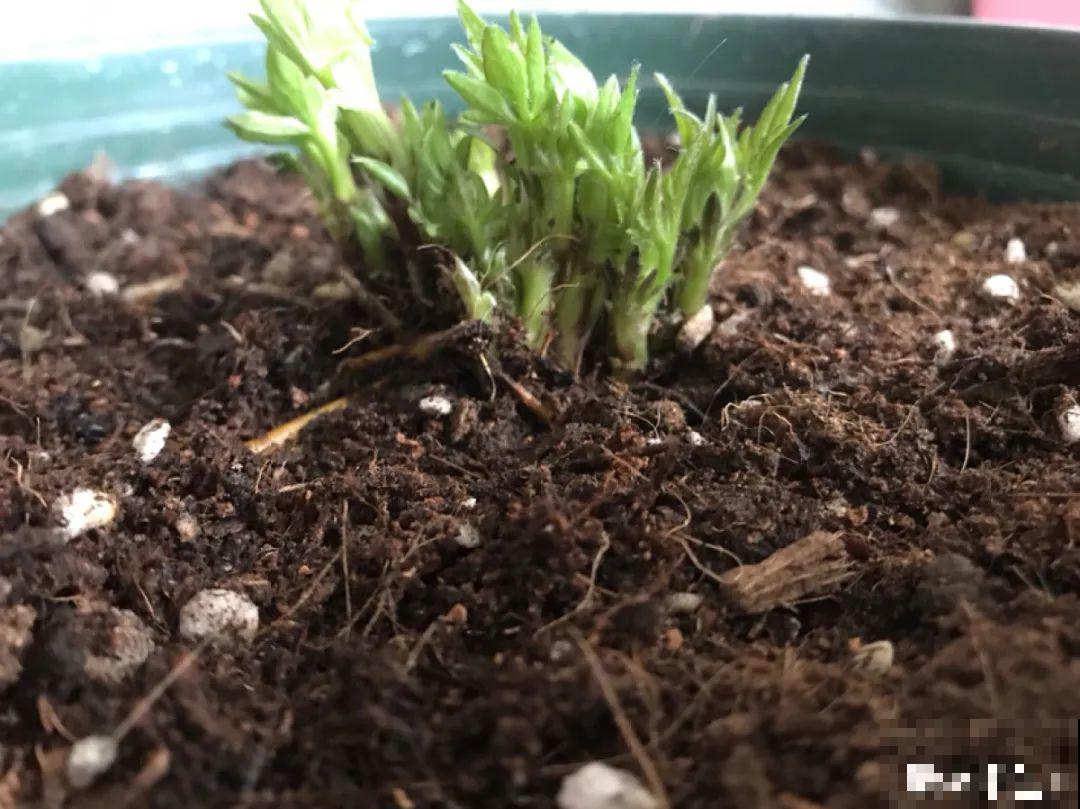 春天花要苏醒了，快施肥，新芽狂窜不断