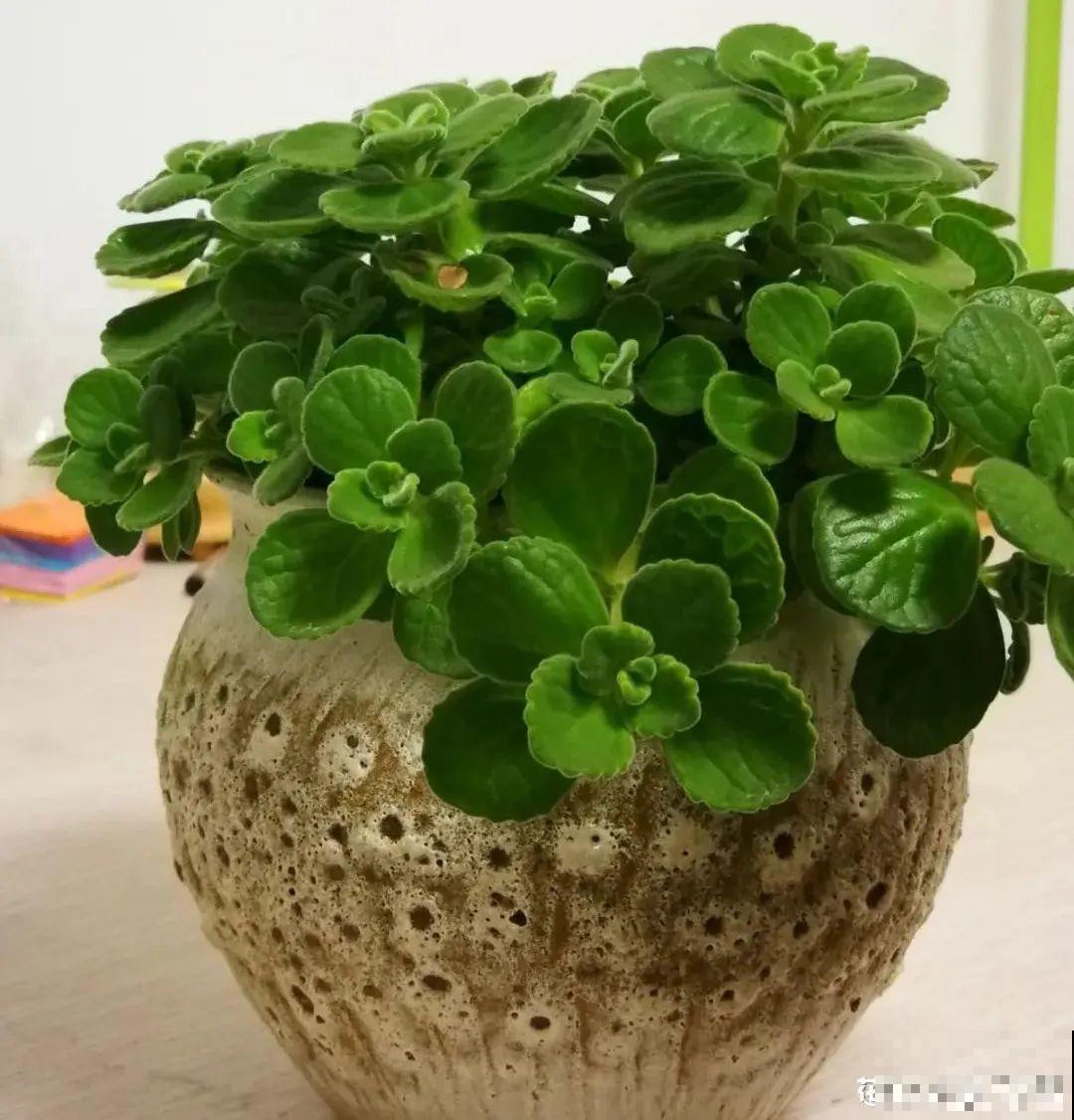 6种花净化空气效果好，放卧室特养人，睡得还香