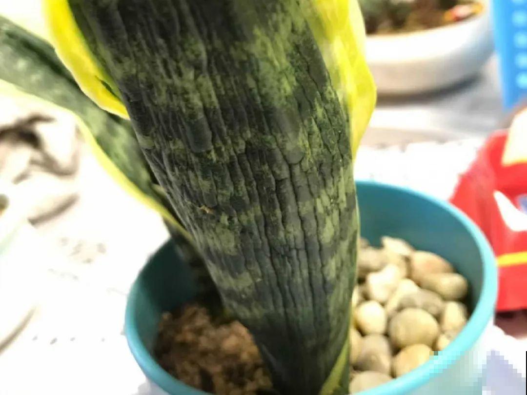 10种花的缺水信号，看到赶紧浇，不然3天必死！