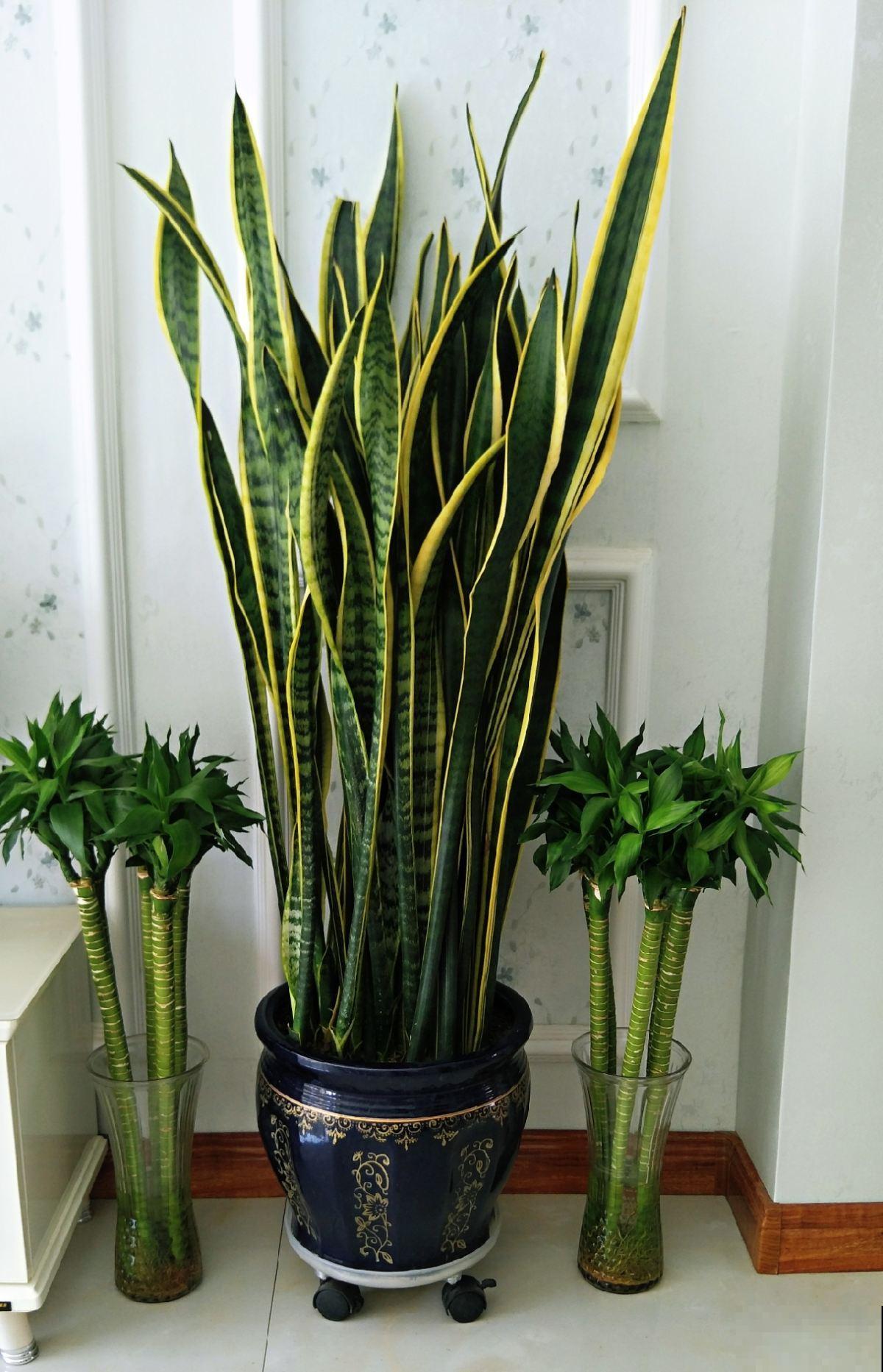 冬天养虎皮兰,注意避开4个坑,才能平稳过冬 冬天养虎皮兰,注意避开4个坑,才能平稳过冬