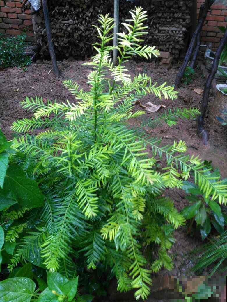植物就是天然的“空气净化器”，室内养1盆，空气清新还湿润