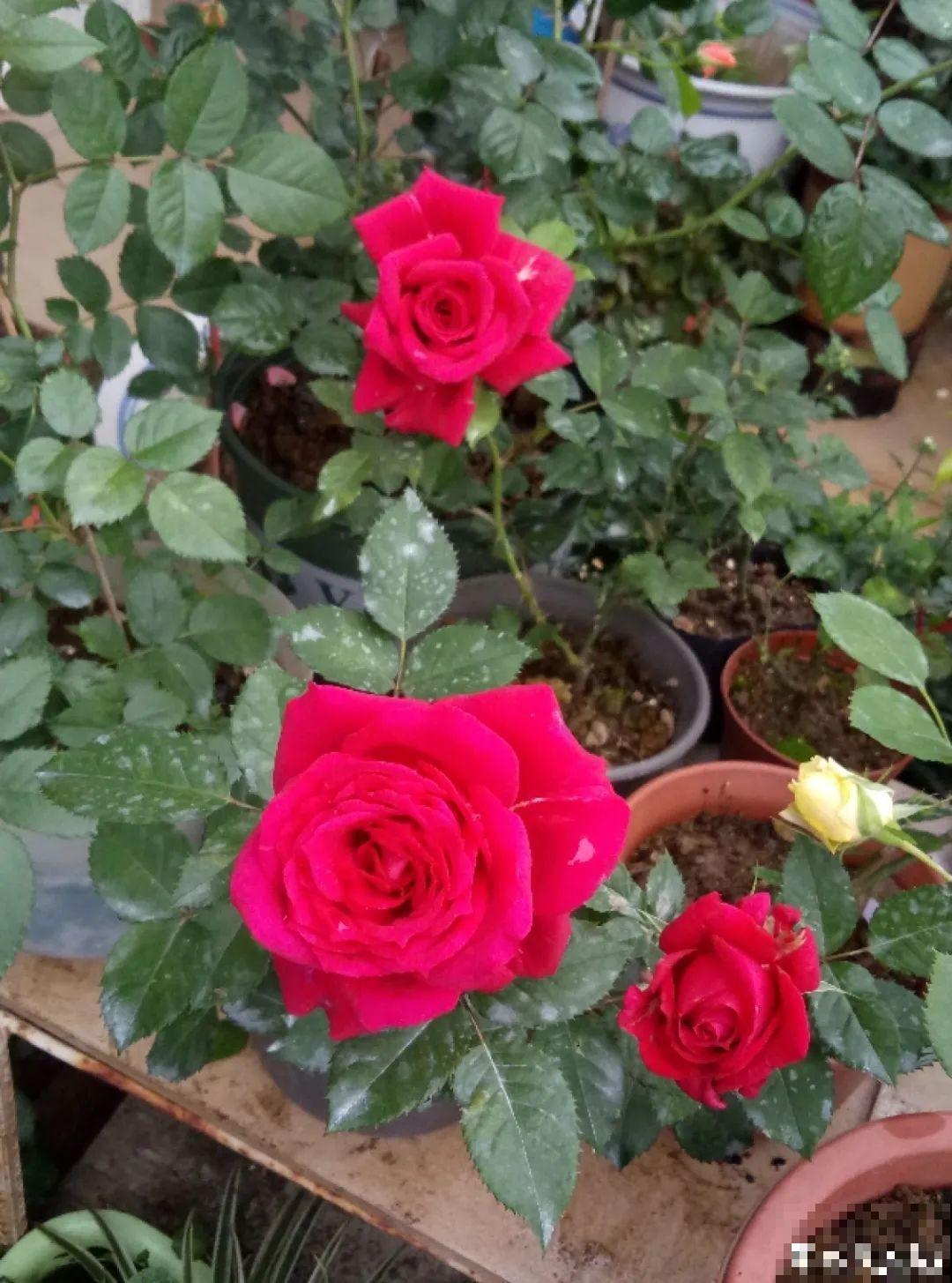 冬天逛花市，花都便宜得像白菜，赶紧买！