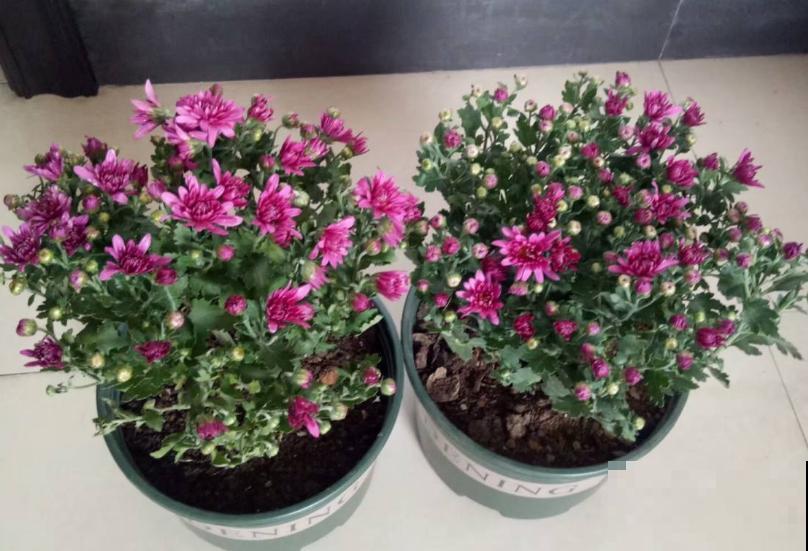 家里养盆千头菊，开花呼呼爆盆，一盆能开上百朵