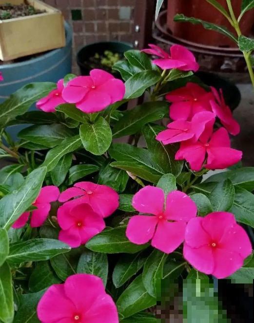 这5种花挂起来养,开花像瀑布,太美了! 这5种花挂起来养,开花像瀑布,太美了!