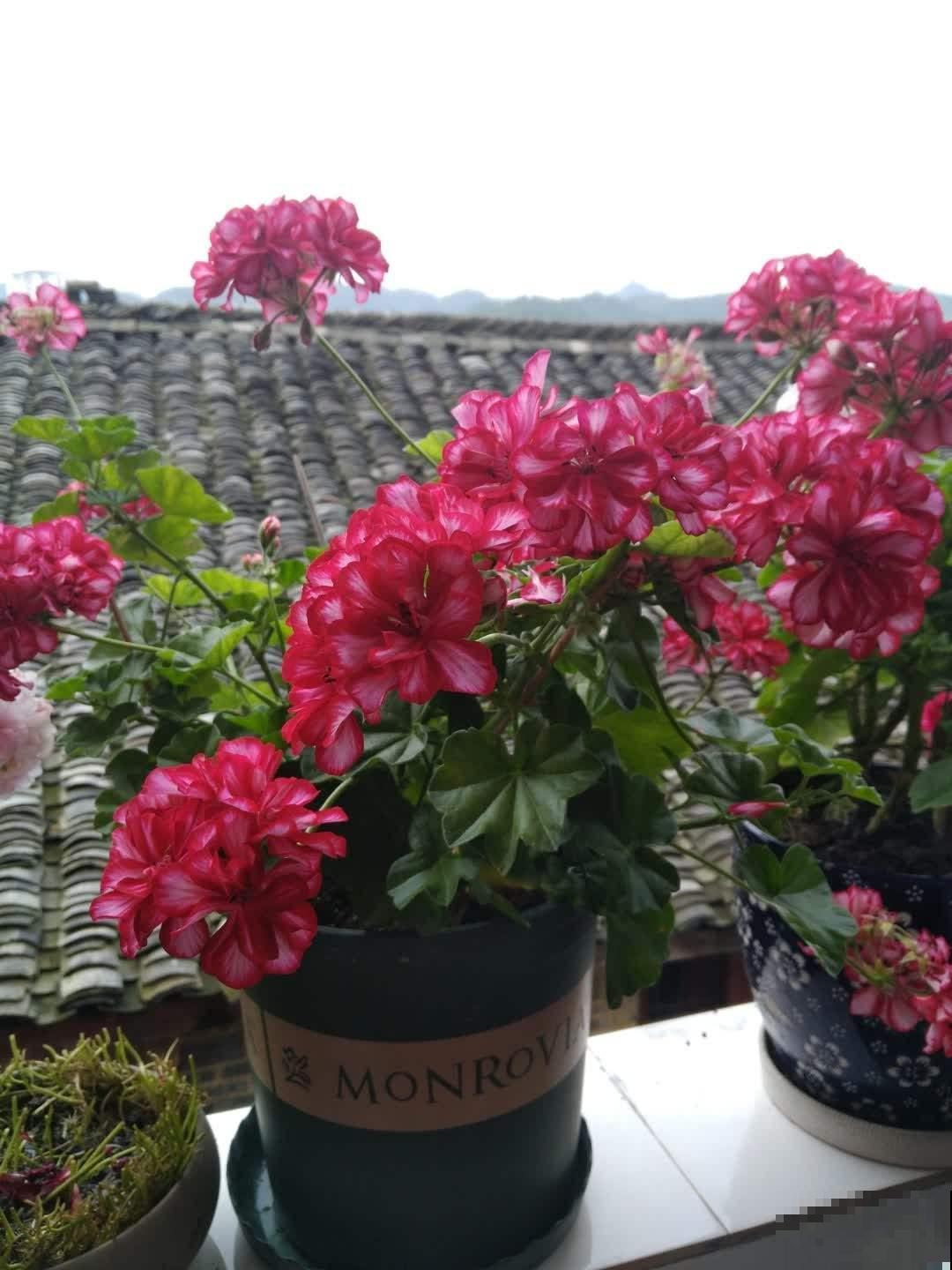 3种花就适合养满窗台，一开花犹如花海，满屋都是花！