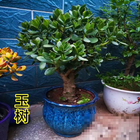 玉树这么养，做好这4个小细节，轻松养成“传家宝”！