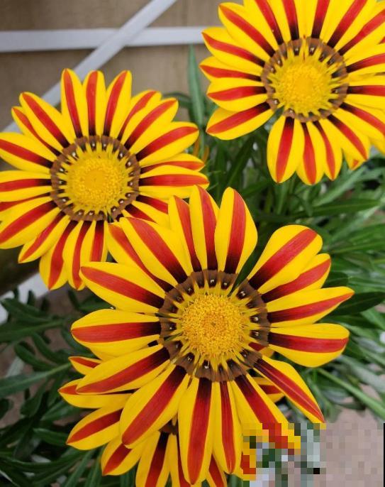 这4种花经常被误认为是假花，养护方法很简单，好几个月不凋谢！