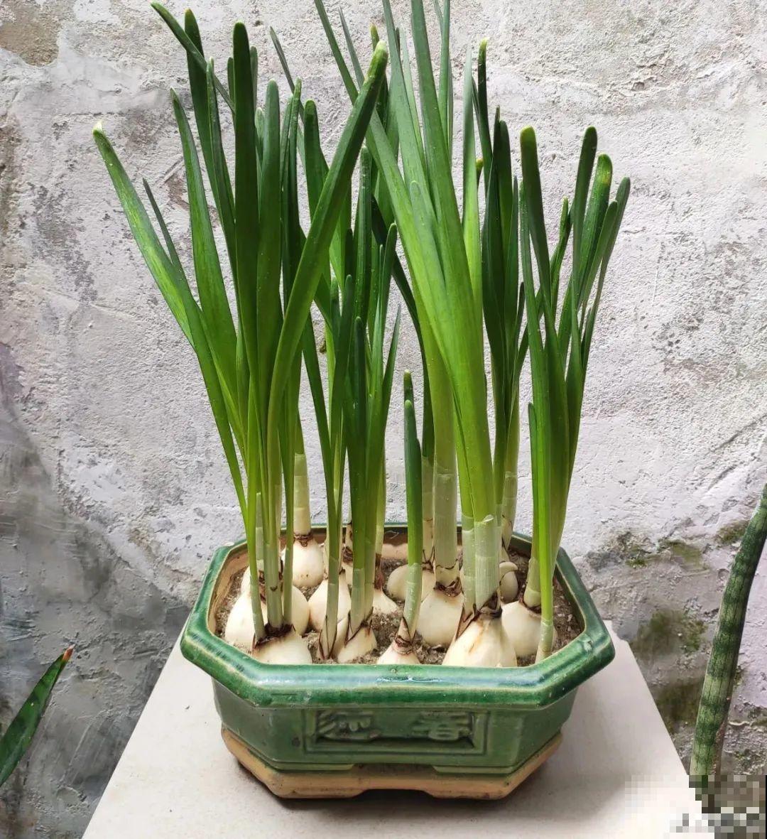 花长得像蔬菜，那也不能吃，有毒的！