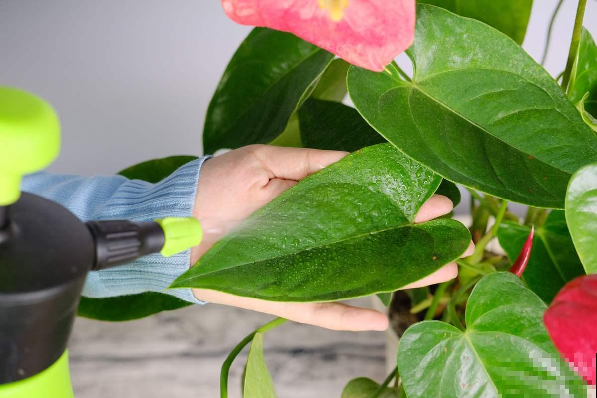 植物也爱“喝”饮料？水里兑点碳酸饮料，花卉越长越旺盛！