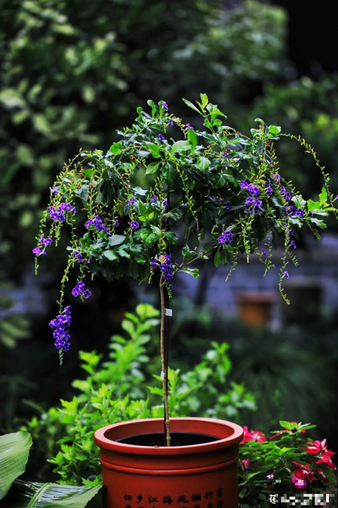 梦想有个院子，养花弄草，过舒心日子！
