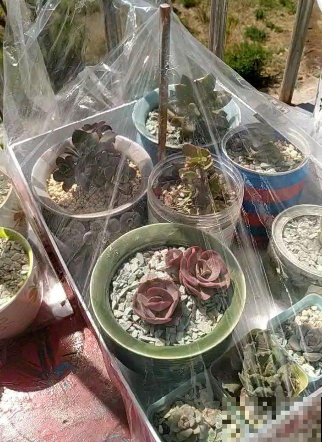 废弃塑料袋堆成山？囤起来养花，效果非常好！