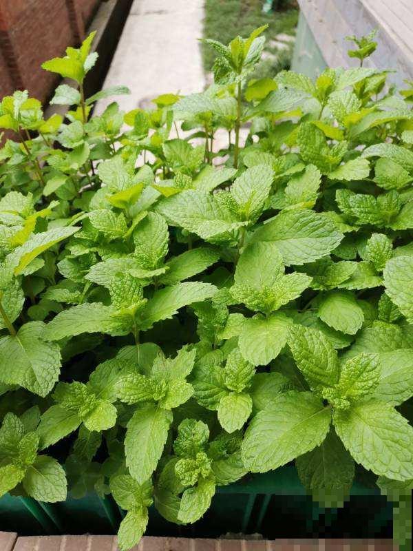 冬天养3种花,要多浇水、多喷水,不然叶子全都干死了 冬天养3种花,要多浇水、多喷水,不然叶子全都干死了