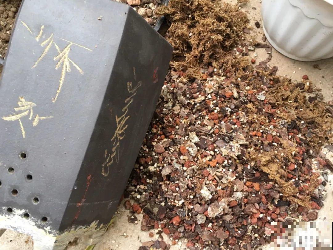 土里浇点果皮水，能维持土壤酸性，茉莉兰花开爆盆