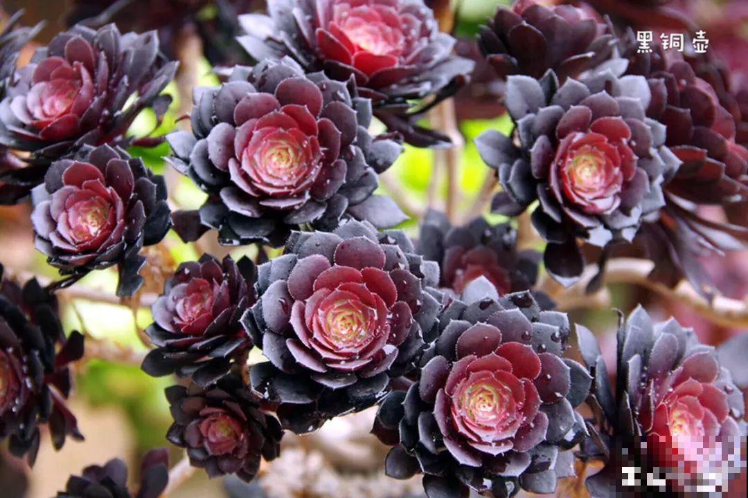 多肉要是养好了，精致得像艺术品，光看就很满足了