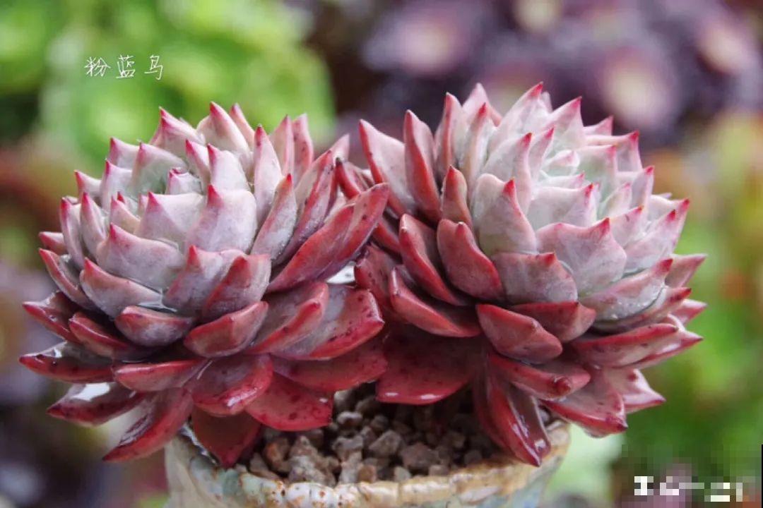 多肉要是养好了，精致得像艺术品，光看就很满足了