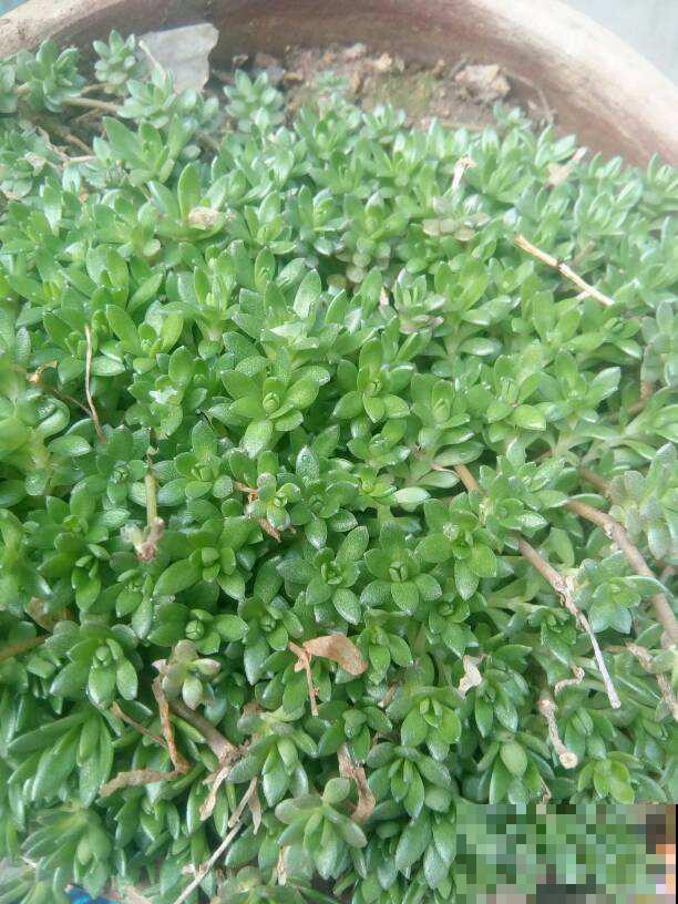 垂盆草生命力顽强，做好这4点，轻松长爆盆！