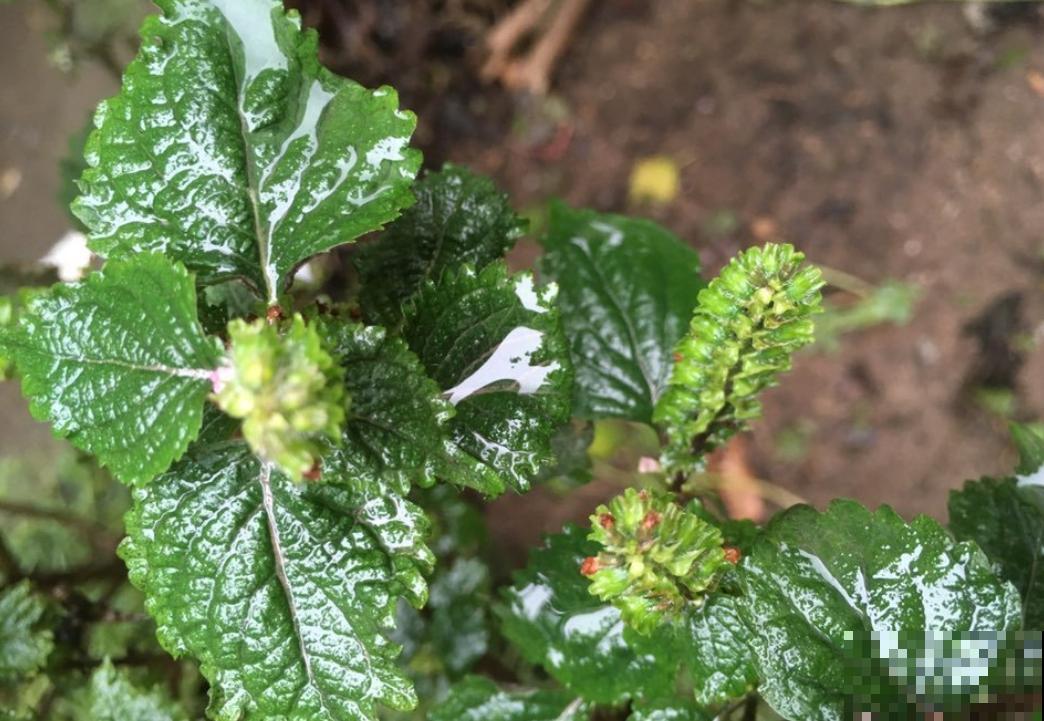 紫苏在家就能种,出锅前扔几片到锅里,喝汤喝上瘾! 紫苏在家就能种,出锅前扔几片到锅里,喝汤喝上瘾!