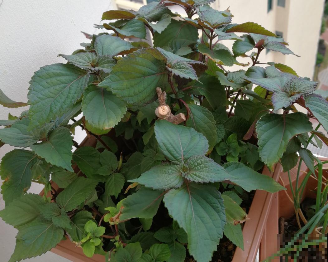 紫苏在家就能种,出锅前扔几片到锅里,喝汤喝上瘾! 紫苏在家就能种,出锅前扔几片到锅里,喝汤喝上瘾!