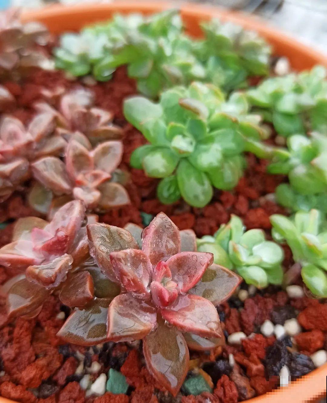 初春的多肉要撸叶子，重新扦插，能生好多盆