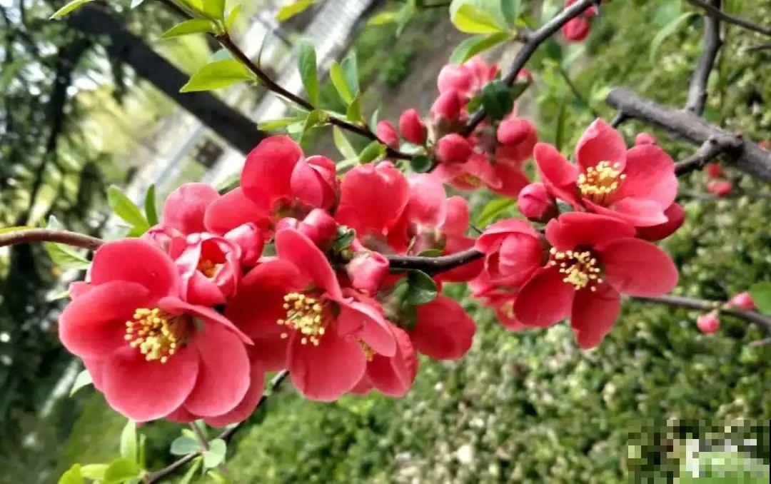 7种花先开花后长叶，颜值超高，养一盆爱一盆