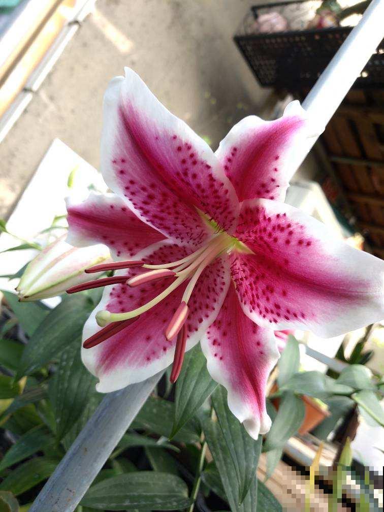 4种花让人又爱又恨,养还是不养,真是一个难题 4种花让人又爱又恨,养还是不养,真是一个难题