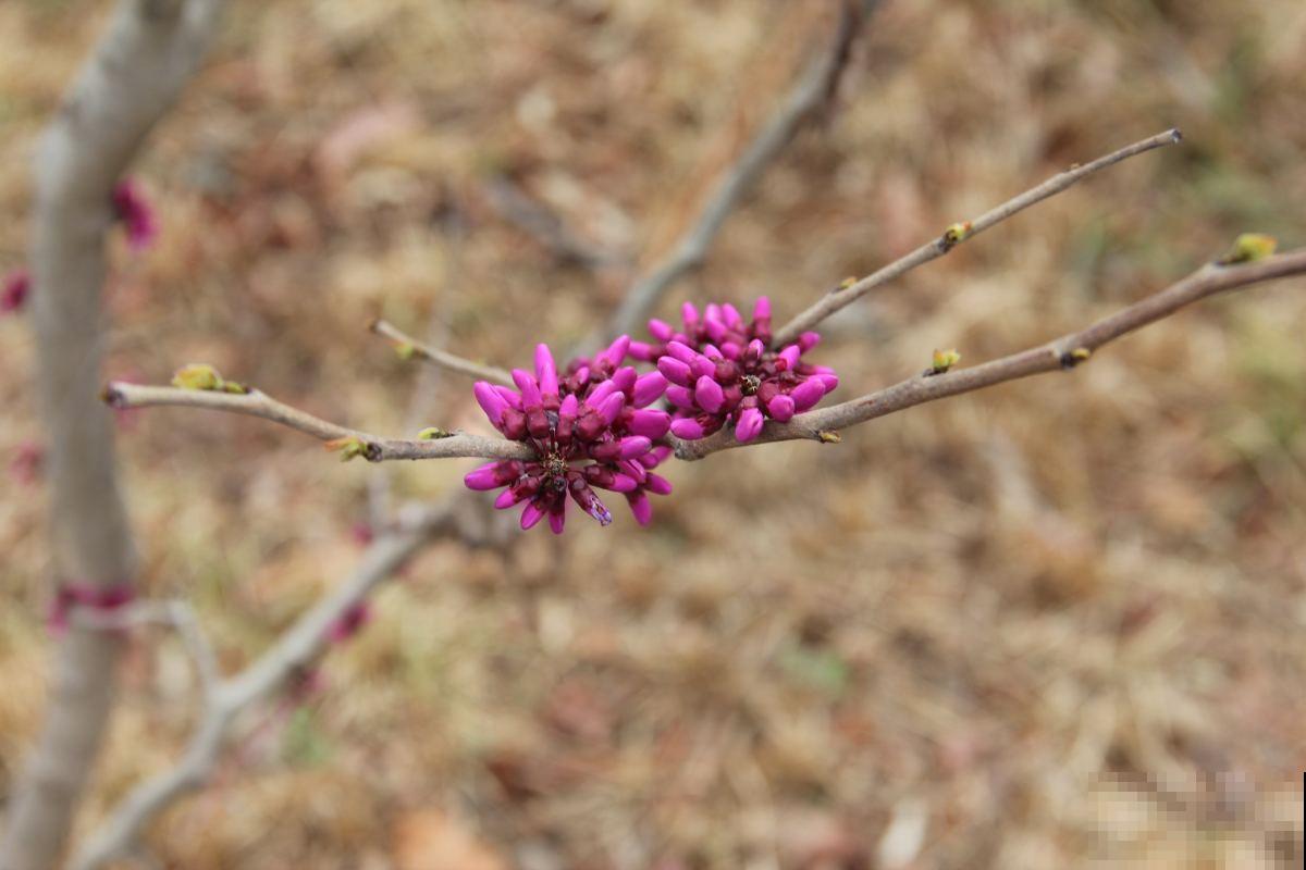 在家盆栽紫荆，这些事情你一定要注意，花朵才能开得更好！