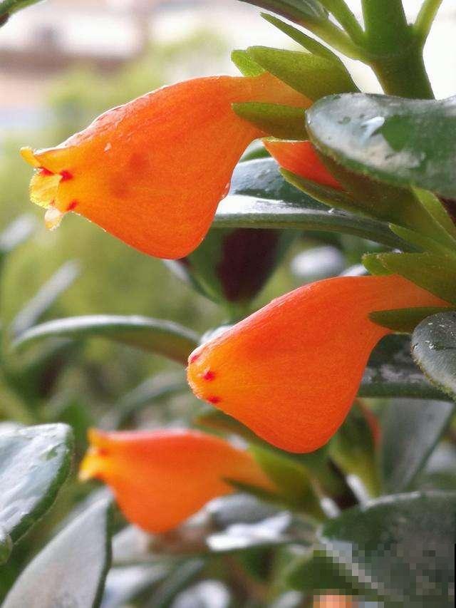 4种吊兰花，春天开花正盛，还有一种能食用