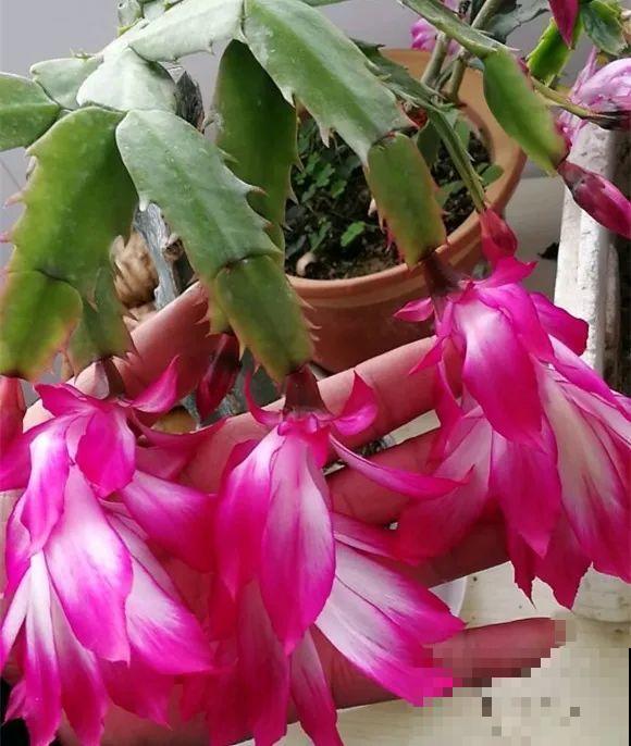 上万块的蟹爪兰，开花像烟花，养过的人不多