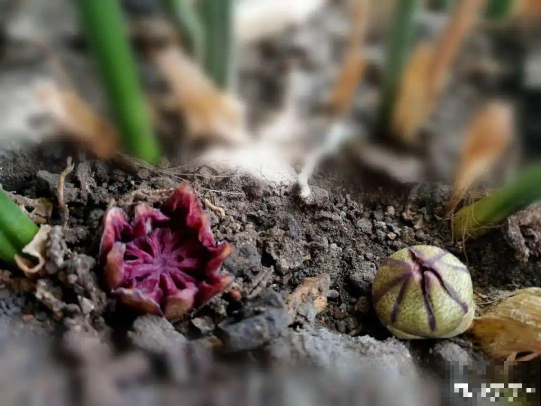 蜘蛛抱蛋这种花,长相清秀,一点也不吓人 蜘蛛抱蛋这种花,长相清秀,一点也不吓人