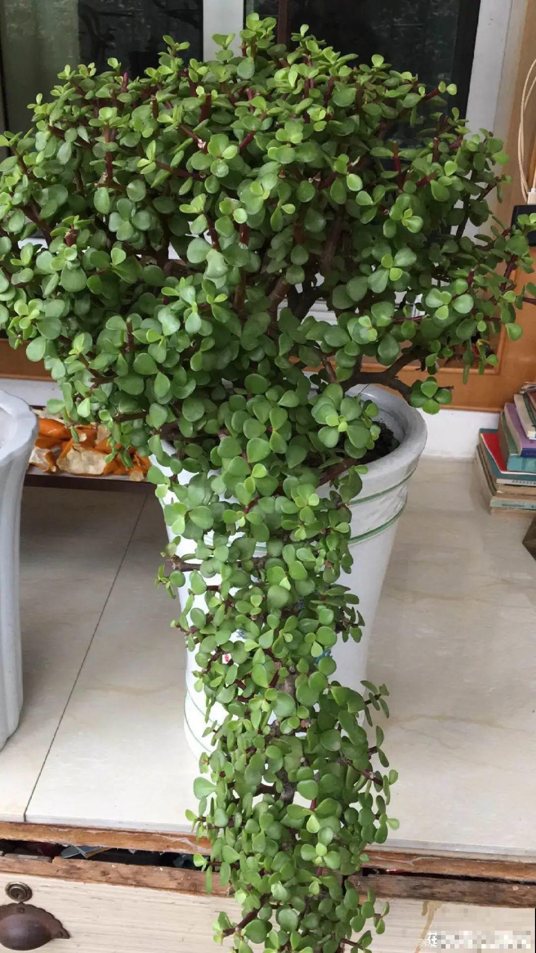 现在扦插超好活，剪根枝，捂3天，冒出狗牙根！