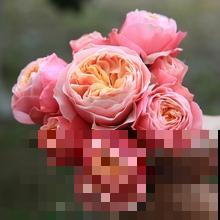 公认好养的月季品种，随便养一盆，轻松开成“大花海”