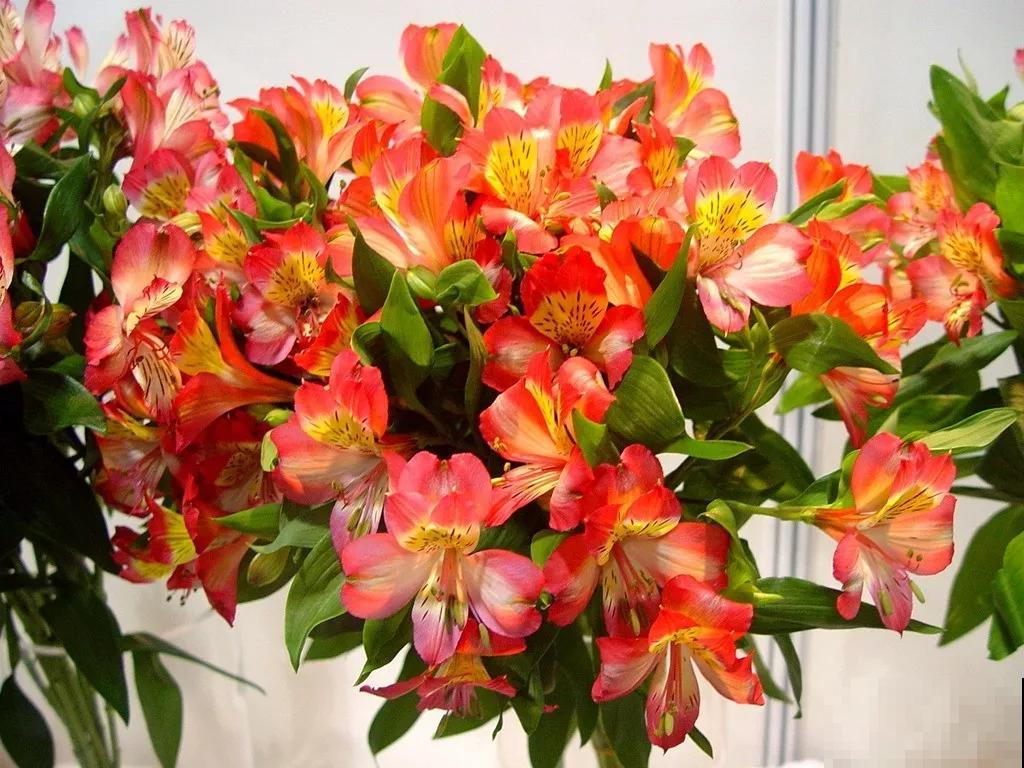 六出花典雅又大方，在家养护，只需要做好这几点！