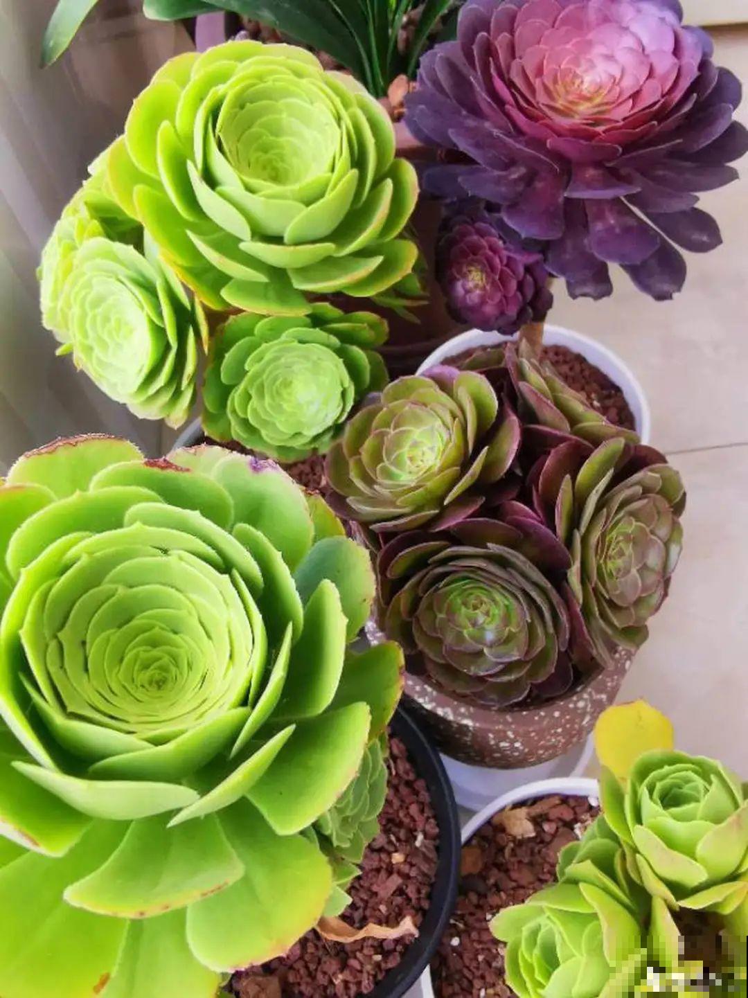 快过年了，肉崽子们都红火起来，陪我一起过节！