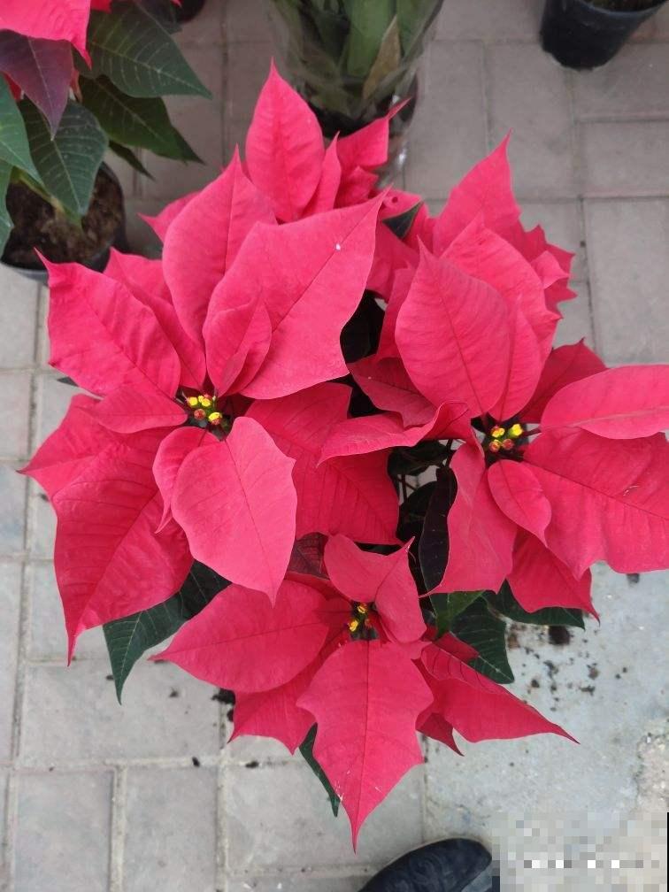 5种漂亮花，颜值虽高但不适合养家里，因为有毒！