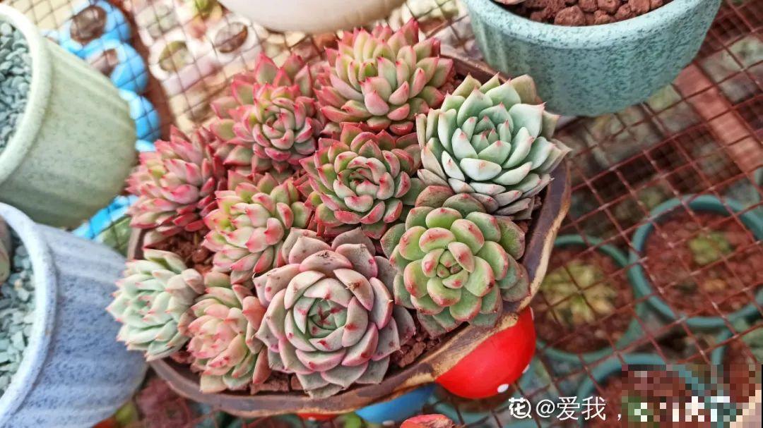 多肉塞进一个盆里，像是艺术品，颜值高了好几个档次！