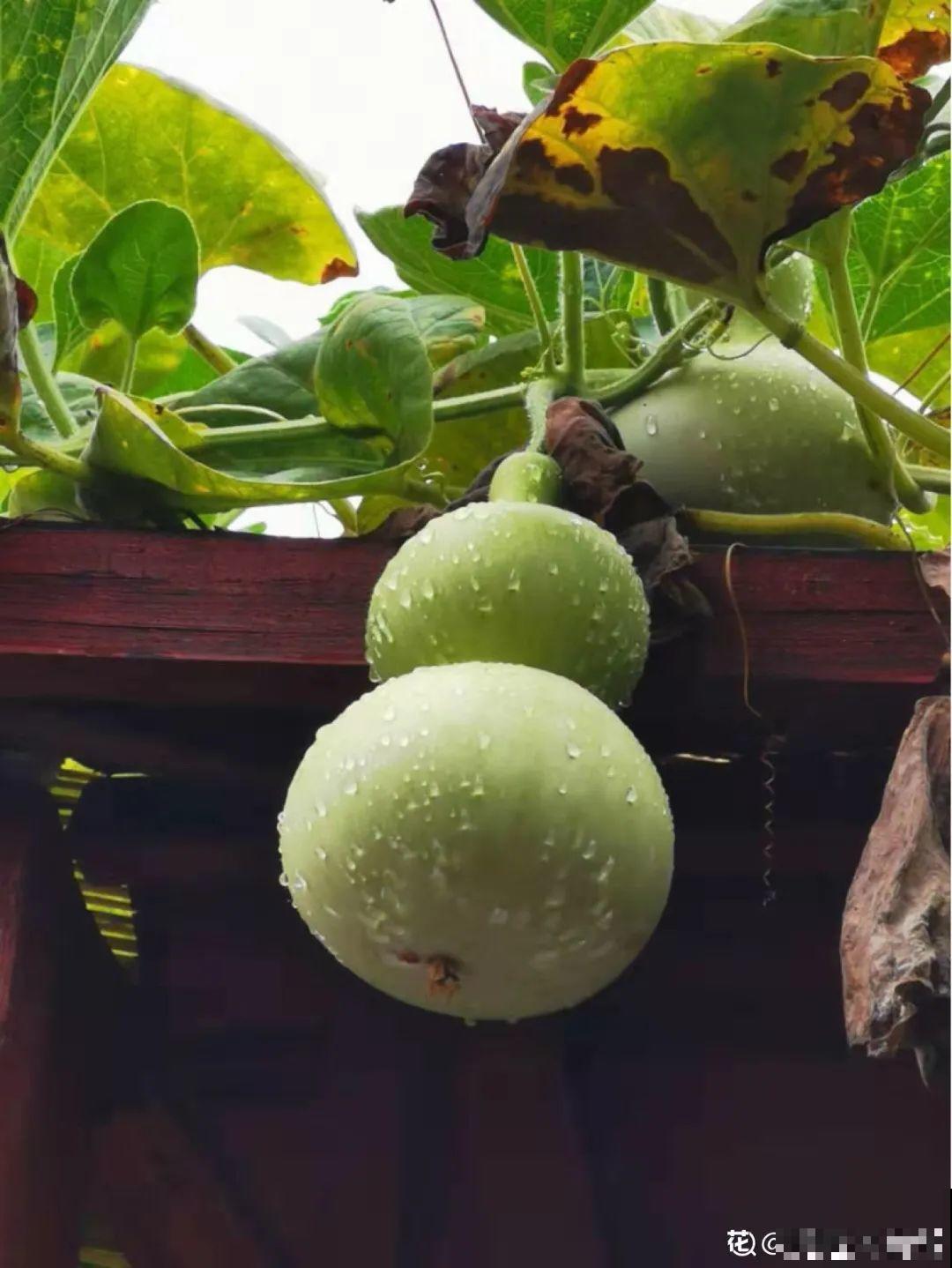 家里养盆镇宅花,一年红红火火,好运满满 家里养盆镇宅花,一年红红火火,好运满满