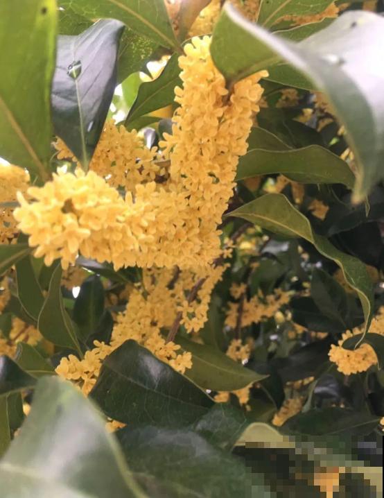 过年养盆桂花，做好这3点，花朵也味香！