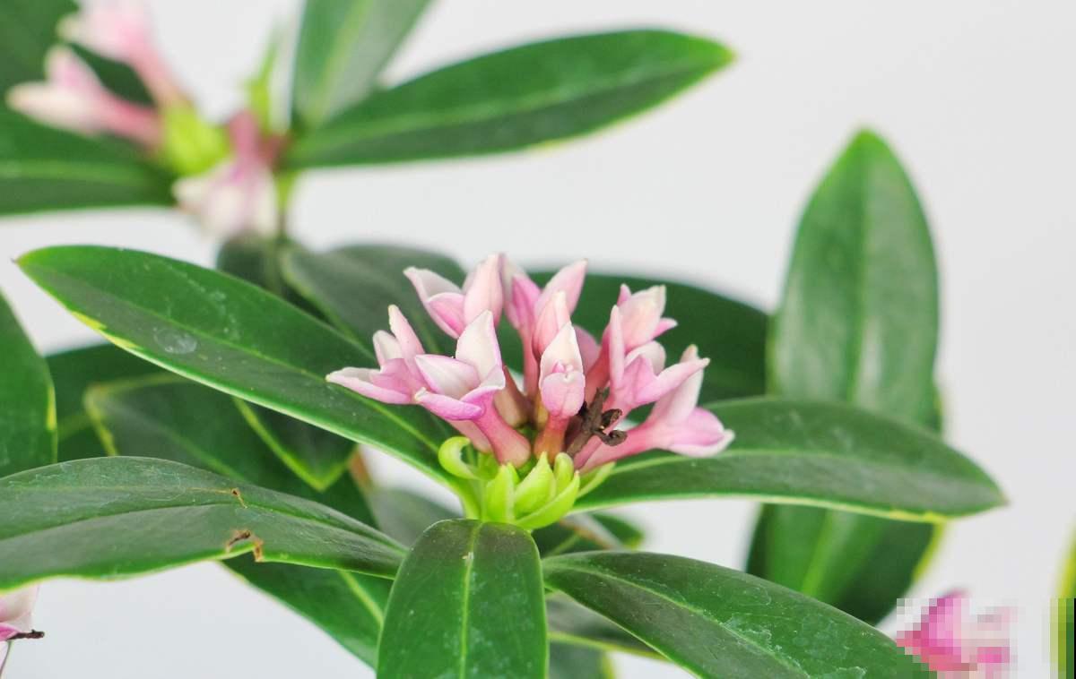 24种花，对应24节气，一年到头有花看（下篇）